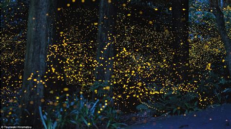 Fireflies At Night
