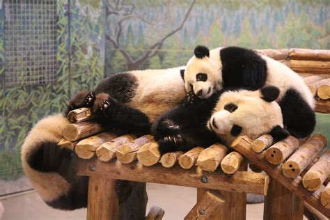 Torontos Pandas Turn 1 Today — And They Somehow Just Get Cuter Cbc News