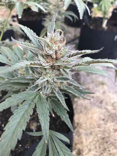 Bud Rot or Late to Harvest? | Grasscity Forums - The #1 Marijuana ...