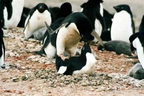 Datos Freak Curiosidades Datos Curiosos Prostitucion De Pinguinos