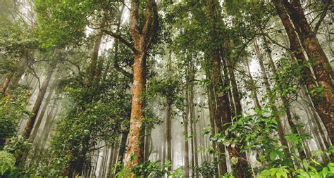 Jenis Jenis Hutan Di Indonesia Beserta Ciri Cirinya