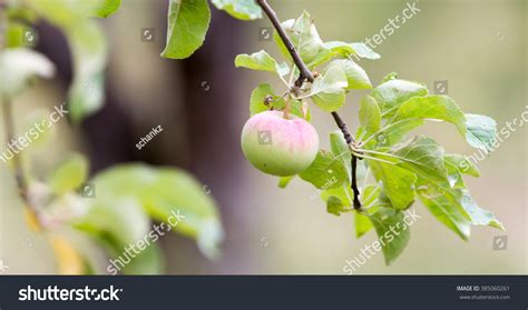 Apple On Tree In Nature Royalty Free Stock Photo 385060261 Avopix Com
