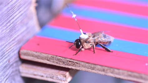 The Secret Aerial Sex Lives Of Honeybee Drones Revealed Using Radar Technology Iflscience