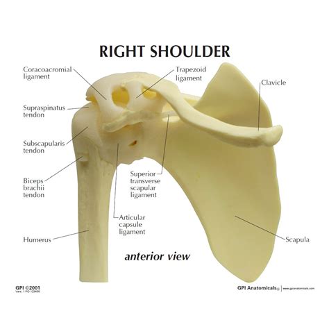 Shoulder Anatomy Anterior View