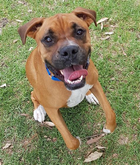 Opie Large Male Boxer Mix Dog In Wa Petrescue