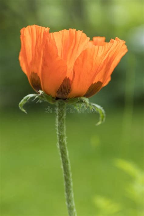 Oriental Poppy Stock Image Image Of Leaf Garden Beauty 35952753