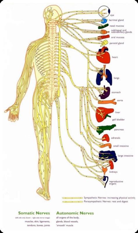 This article explains the nervous system function and structure with the help of a human nervous system diagram and gives you that erstwhile 'textbook feel'. Cea1.com - Human Body Anatomy | Nervous system anatomy ...