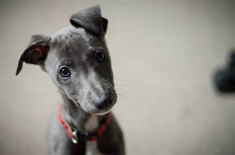 21 Reasons Why Whippets Are Simply The Best Dogs