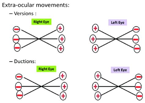 Shows Extra Ocular Movements It Can Be Seen From This Chart That The