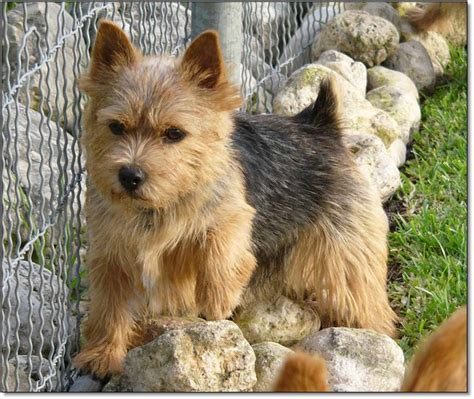 Norwich terriers are a hardy breed that are good with children, and easy to train. Itsy Bitsy Burro Company - Norwich Terriers