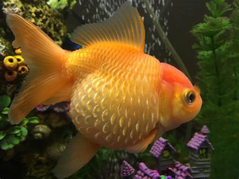 Dropsy Or Pearlscale Goldfish My Aquarium Club