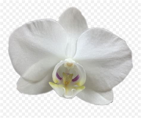 Orchid Witeorchid Witeflower Wite Phalaenopsis Sanderiana Emoji