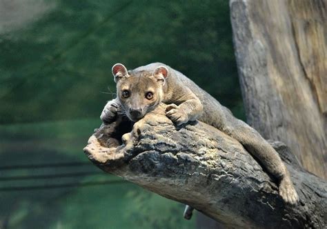 Fossa Madagascars Top Predator Reptiles Mammals Rare Animals