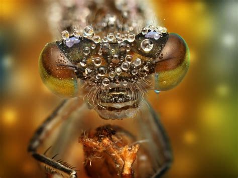 120 Mind Blowing Macro Photos By Ondrej Pakan