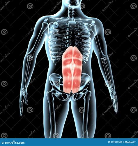 3d Illustration Of The Rectus Abdominis Muscles Anatomical Position On Xray Body Stock