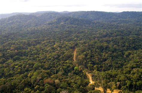 The Congo Basin Forest