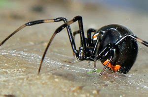 Once a year, around this time each year, we have our house sprayed for pest control. Do You Know What to Do If You're Bitten By a Black Widow ...