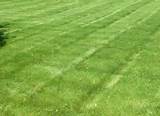 How To Care Lawn Grass Pictures