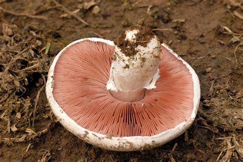 Rosé des prés Agaricus campestris Wild Mushrooms Stuffed Mushrooms