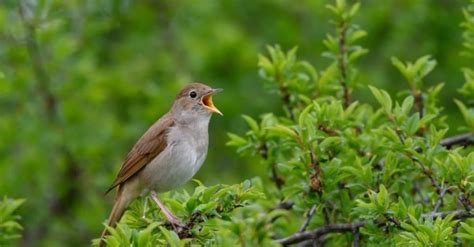 Nightingale Animal Pictures A Z Animals