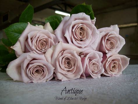 Rose Varieties Bagala Bros Australia