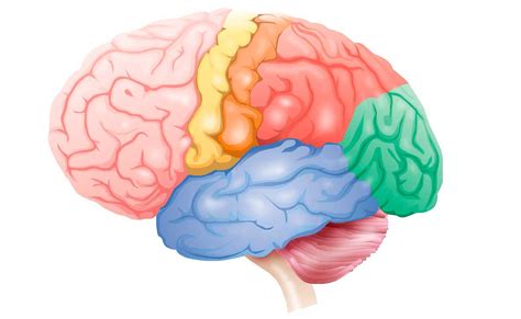 Estructura De Los Hemisferios Del Cerebro Humano Stock De Ilustración