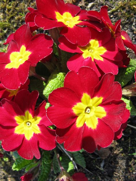Primulas And Primroses Facts About Beautiful Spring Flowers Dengarden