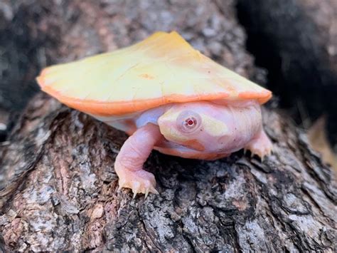 Albino Pink Belly Side Neck Turtle For Sale Snakes At Sunset