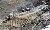Alberta Dinosaur Fossil Found Images