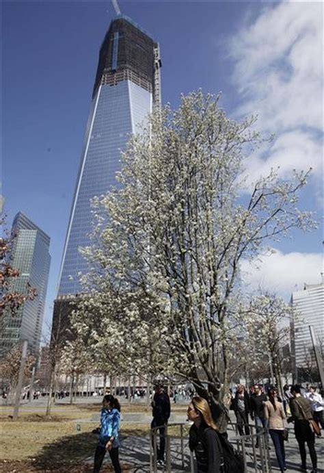 911 Survivor Tree Blossoms At Start Of Spring