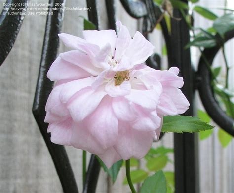 Plantfiles Pictures Climbing Polyantha Rose Everblooming Cl Cecile