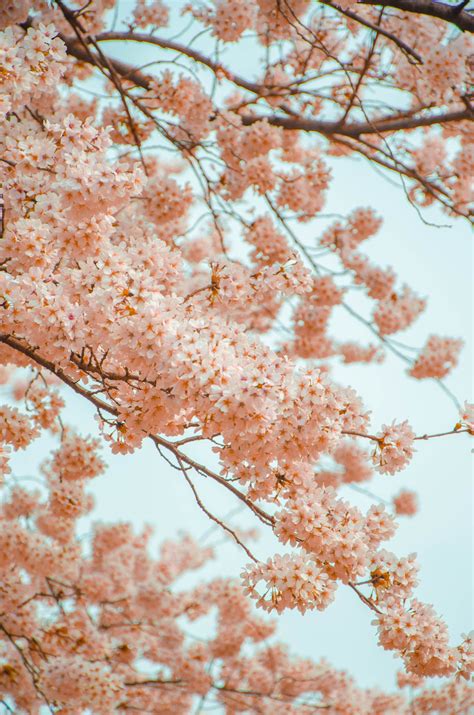 25 Best Places To See Cherry Blossoms In Tokyo Free Guide Japanese