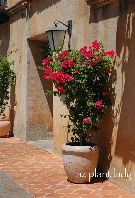 Saying no will not stop you from seeing etsy ads, but it may make them less relevant or more repetitive. Container Gardening: Growing Bougainvillea in Pots ...