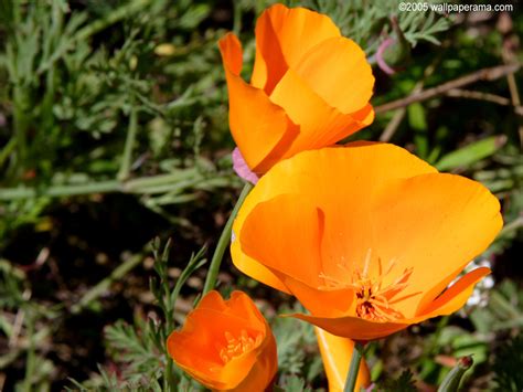 California Poppy Wallpaper Free Hd Backgrounds Images Pictures