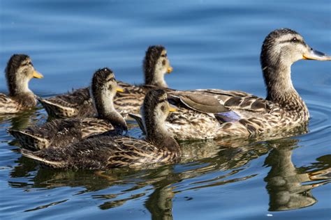 Ducklings Free Stock Photo Public Domain Pictures