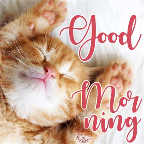 Good Morning Card With A Cute Cat Download On Davno