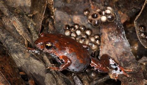 Eastern Smooth Frog Biodiversity Of The Western Volcanic Plains