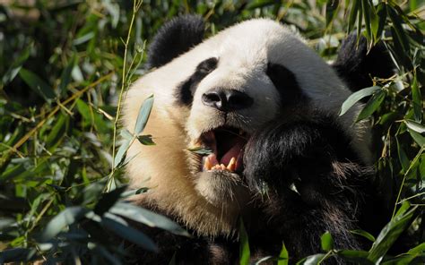 Panda Animals Bears Wallpapers Hd Desktop And Mobile Backgrounds