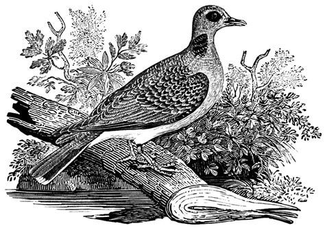 Turtle Dove Bird Free Image On Pixabay