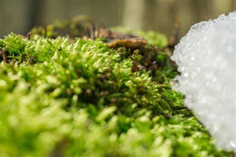 Arctic Moss Stock Photos Pictures And Royalty Free Images Istock