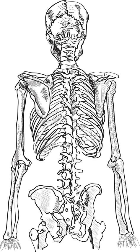 Human Skeleton Back View Hand Drawn Sketch Illustration 12321729 Vector