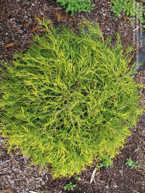 'blue moon' has a tight, tidy form that requires little to no shearing to maintain its globe shape. PlantFiles Pictures: Sawara False Cypress, Boulevard ...