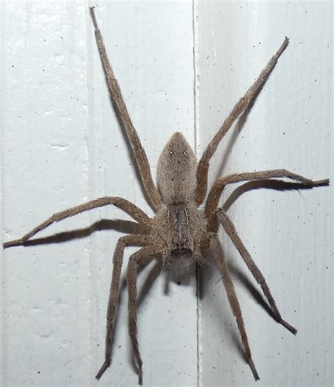 Maryland Biodiversity Project Nursery Web Spider Pisaurina Mira