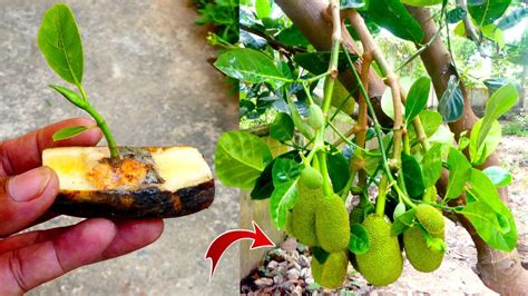 How To Grow Jackfruit Tree From Cutting Using Banana And Orange
