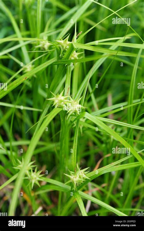 Gray S Sedge Hi Res Stock Photography And Images Alamy