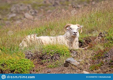 White Icelandic Sheep Resting On A Mountain Stock Photo Image Of Head