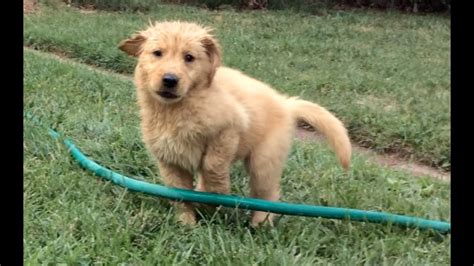 8 Week Old Golden Retriever Puppy Battling The Sprinkler Youtube