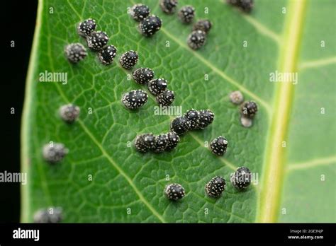Owlet Moth Eggs Noctuidae Satara Maharashtra India Stock Photo Alamy