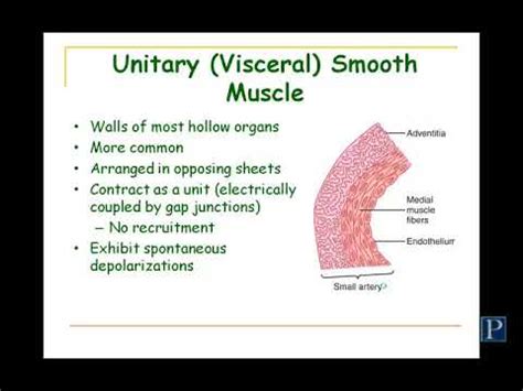 Smooth Muscle - YouTube