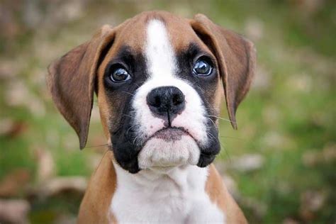 Boxer Dog Breed Information